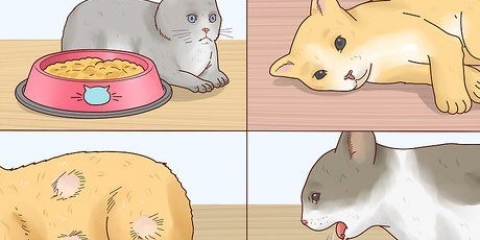 Reduktion af feber hos katte