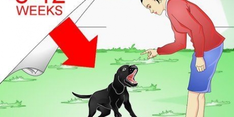 Labrador retriever træning