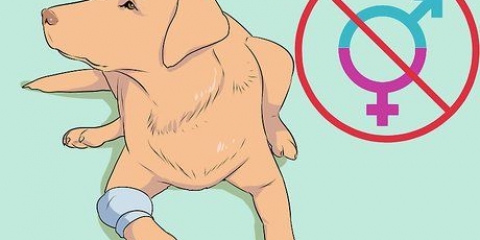 Opdræt af labradorer