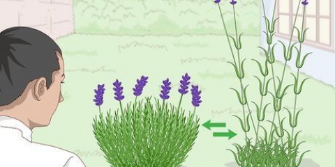 Dyrkning af lavendel i potter
