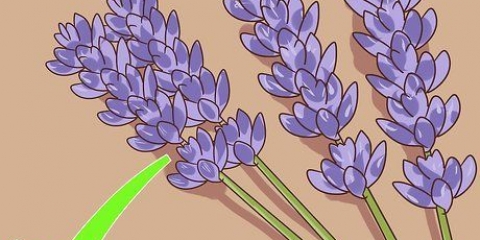 Beskæring og høst af lavendel