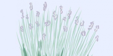 Beskæring af lavendel