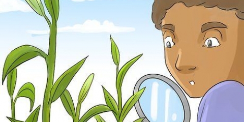 Deling og omplantning af liljer