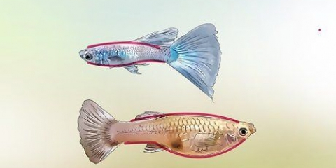 Identifikation af mandlige og kvindelige guppyer