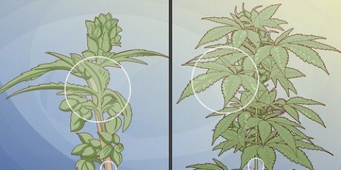 At skelne mandlige cannabisplanter fra kvindelige