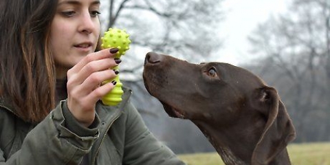 Leger med din hund