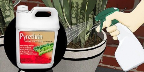 Fjern myrer fra plantekrukker