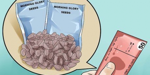 Voksende morgenfruer