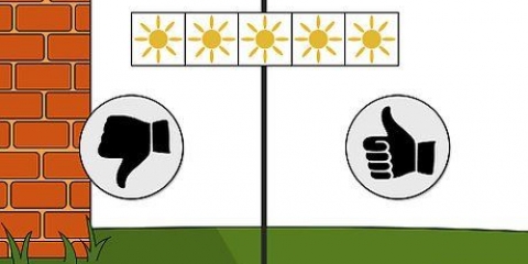 Plantning af påskeliljer