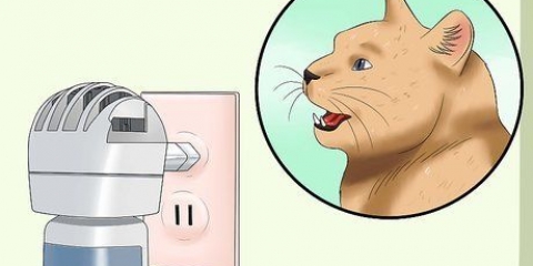 At håndtere en kat i brunst
