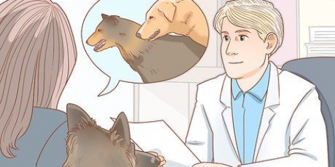 Håndtering af almindelige parringsproblemer hos hunde