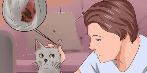 Eliminering af øremider hos katte