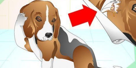 Behandling af øreinfektioner hos hunde