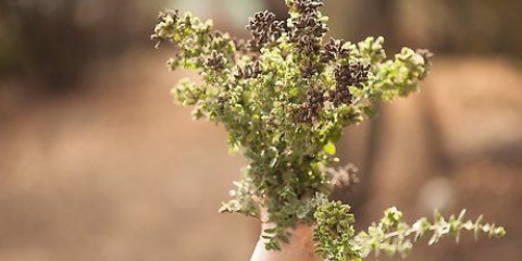 Tørring af oregano