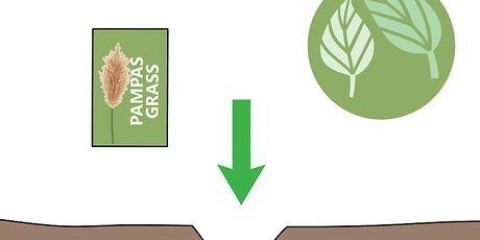 Dyrkning af pampas græs
