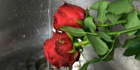 Fremstilling af parfume af rosenblade