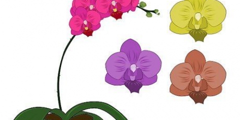 Phalenopsis orkideer (sommerfugleorkideer) pleje