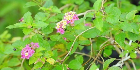 Plante stiklinger