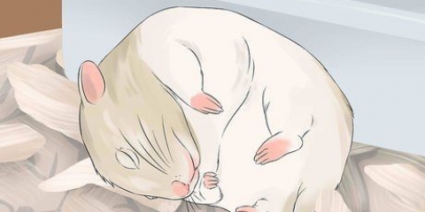 God fornøjelse med din hamster