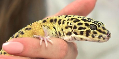 God fornøjelse med din pantergekko