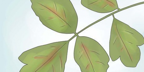Desarmerende poison oak