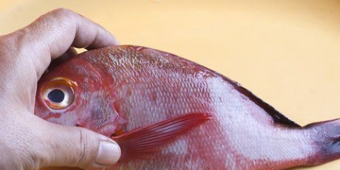 Forbered rød snapper
