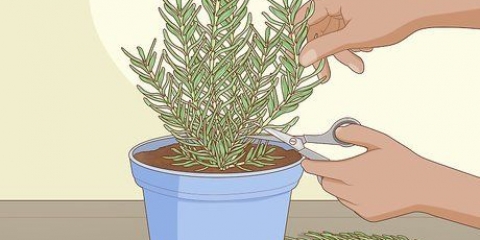 Rosmarin plantning, pleje og høst