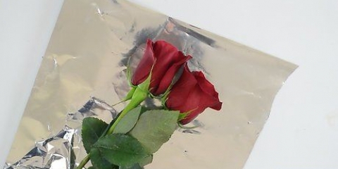 Holder roser friske