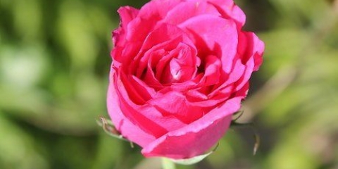 Tørring af rosenblade