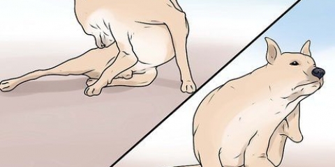 Genkendelse af skabb hos hunde