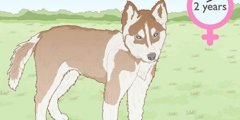 Opdrætter siberian huskies