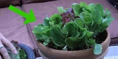 Dyrk salat indendørs