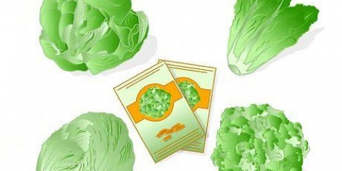 Salatplanter