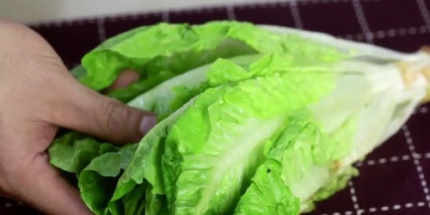 Holde salat frisk