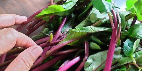 Tilberedning og tilberedning af chard
