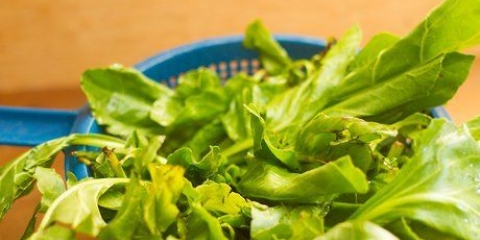 Frysning af chard