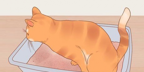 Reduktion af stress hos katte