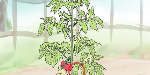 Beskæring af terrassetomater