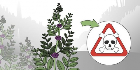 Test om en plante er spiselig