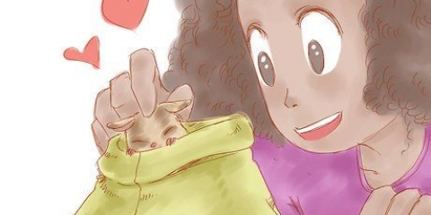 Tips til pleje af din sugarglider