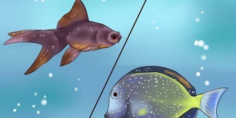 Behandling af tropiske fisk med hvid prop