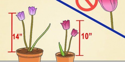 Dyrkning af tulipaner i potter