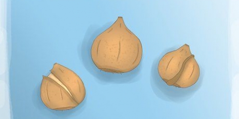 Plantning af tulipanløg