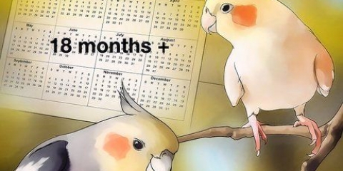 Opdræt af cockatiels