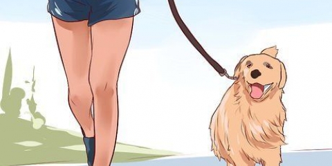 Elsker din hund
