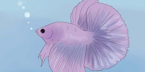 Afgør, om din betta-fisk er syg