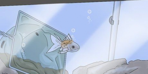 Afgøre, om din fisk er død