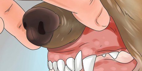 Genkendelse af forgiftning hos hunde