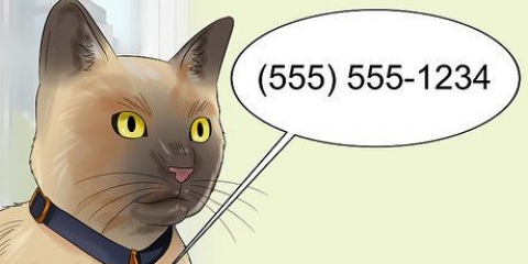 Flytter med en kat