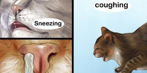 Behandling af en forkølelse hos en kat